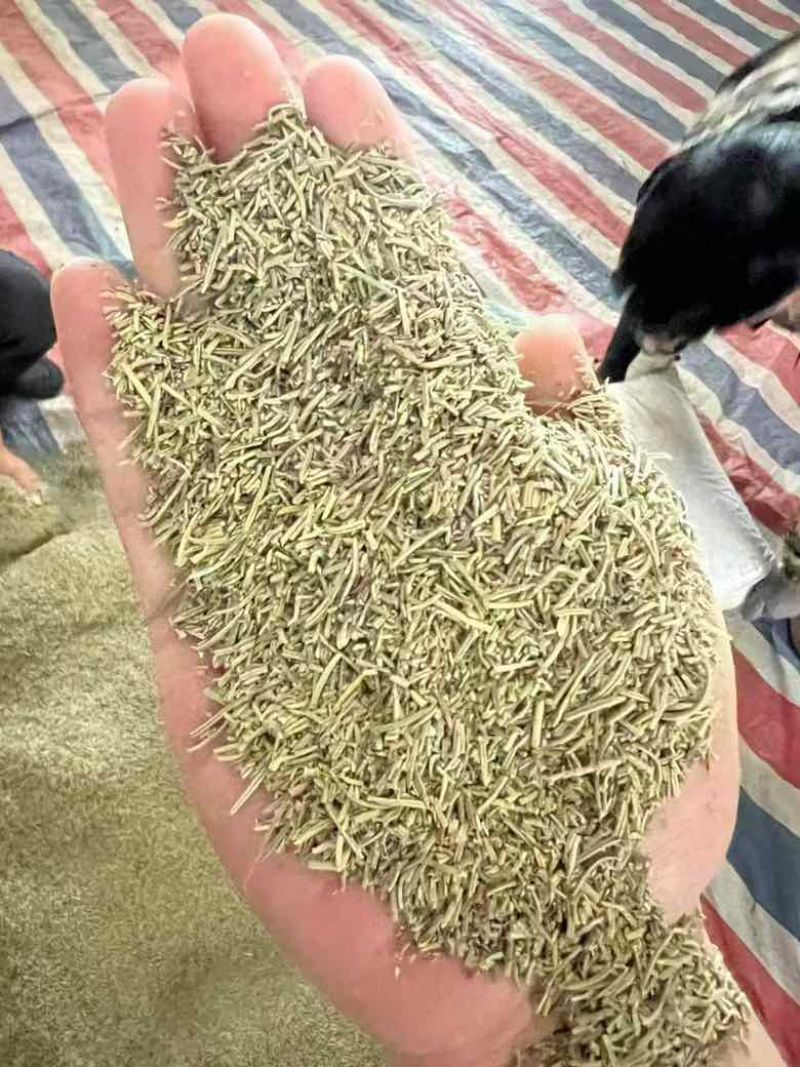 进口鼠尾草迷迭香法香欧芹马玉兰牛至罗勒百里香