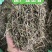 进口鼠尾草迷迭香法香欧芹马玉兰牛至罗勒百里香
