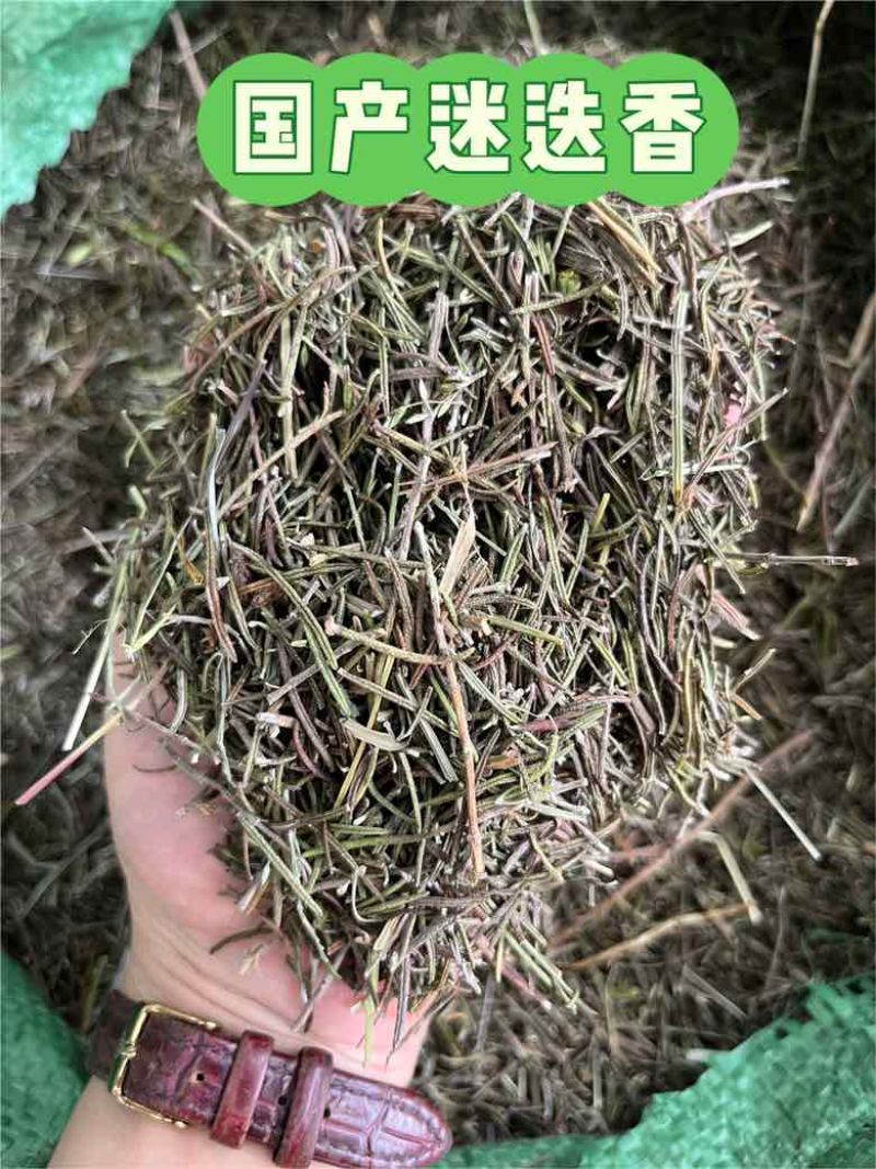 进口鼠尾草迷迭香法香欧芹马玉兰牛至罗勒百里香