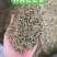 进口鼠尾草迷迭香法香欧芹马玉兰牛至罗勒百里香