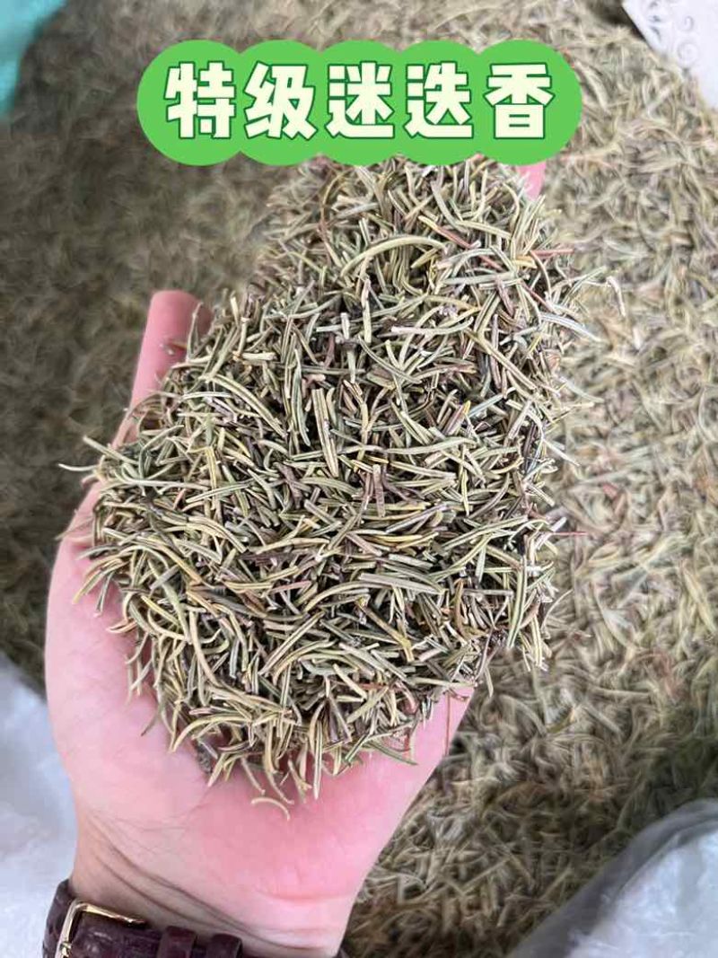 进口鼠尾草迷迭香法香欧芹马玉兰牛至罗勒百里香