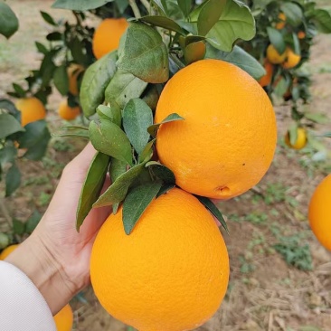 赣南脐橙，果子品质好，价格实惠