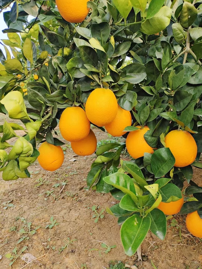 赣南脐橙，果子品质好，价格实惠