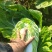 黄芯大白菜