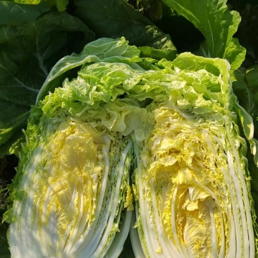 黄芯大白菜