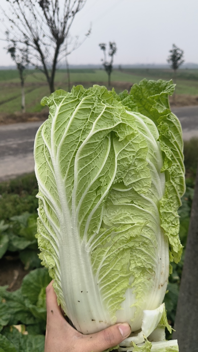 黄心大白菜