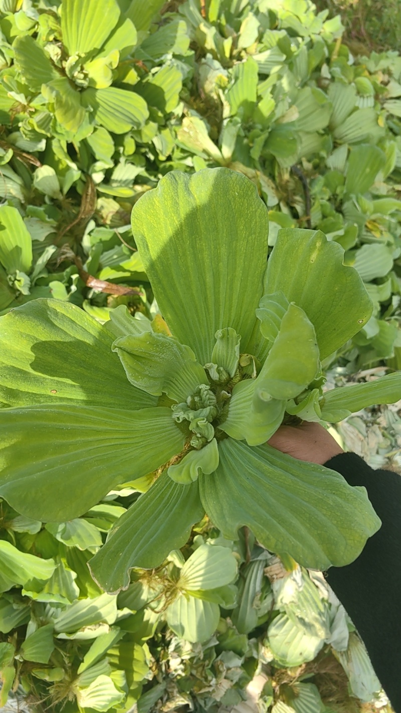 水芙蓉