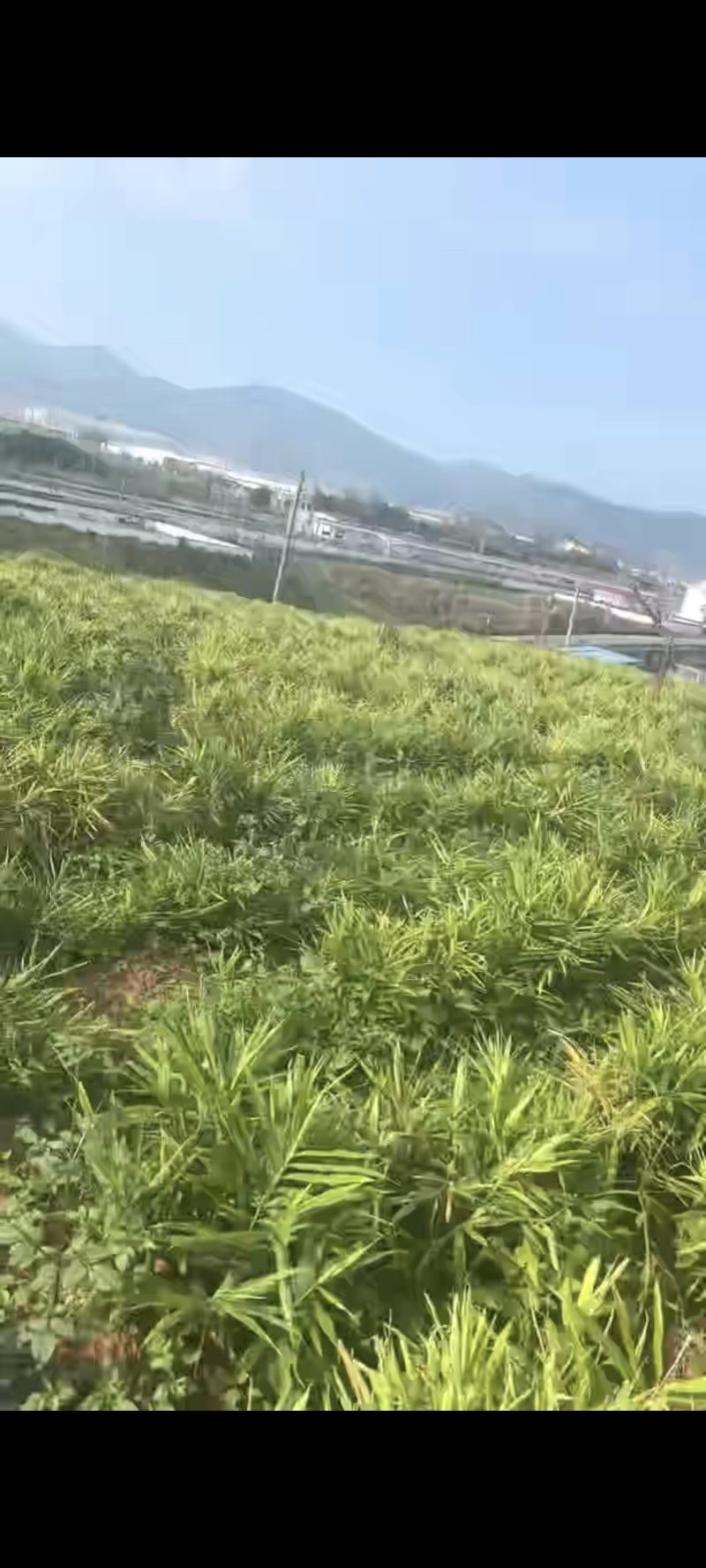 生姜