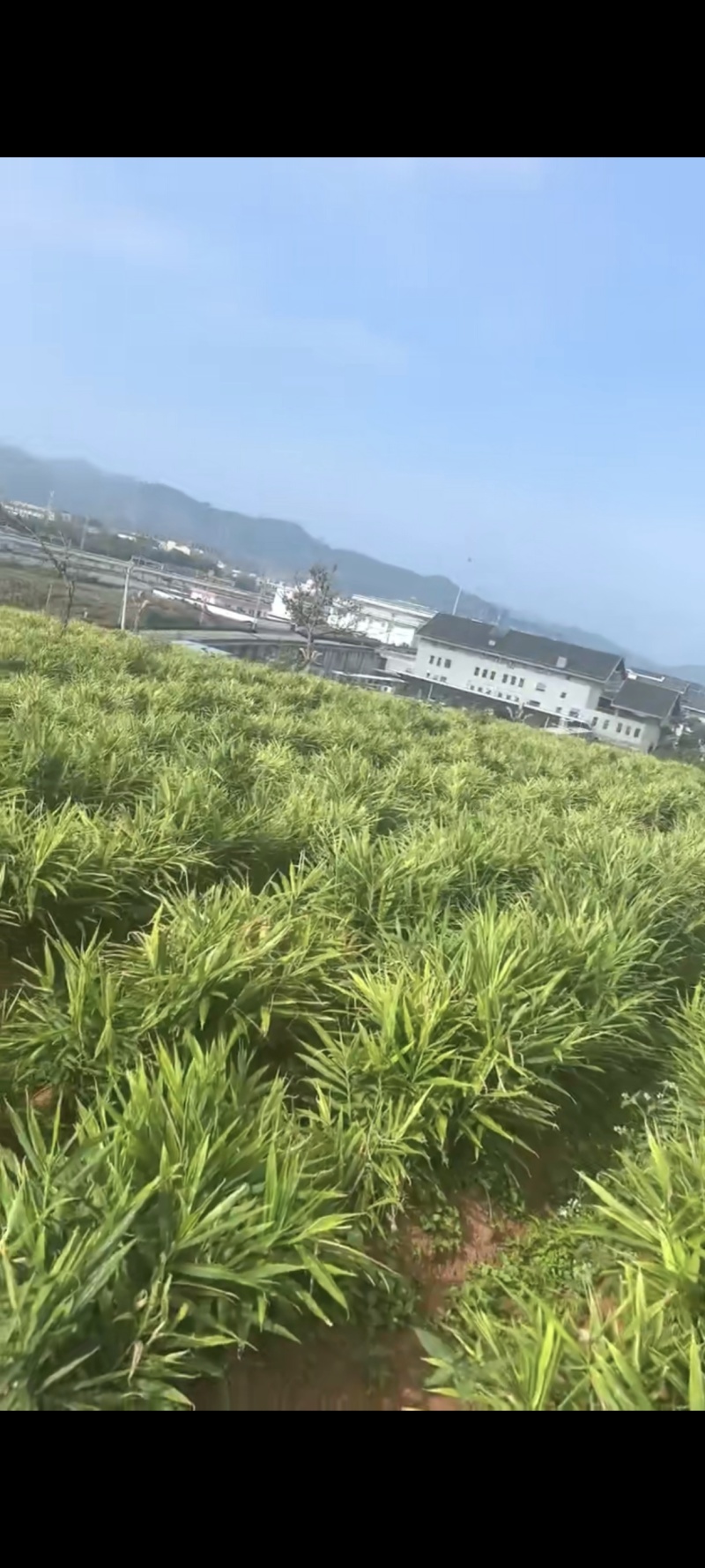 生姜