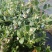 澄江市花香蓝莓