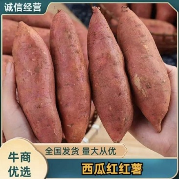 安徽产地西瓜红大量现货发全国欢迎咨询了解