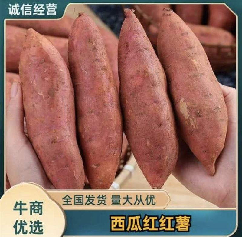 安徽产地西瓜红大量现货发全国欢迎咨询了解