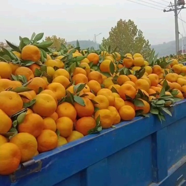 武当蜜橘，甜度已上，价格便宜，果皮面漂亮，需要联系