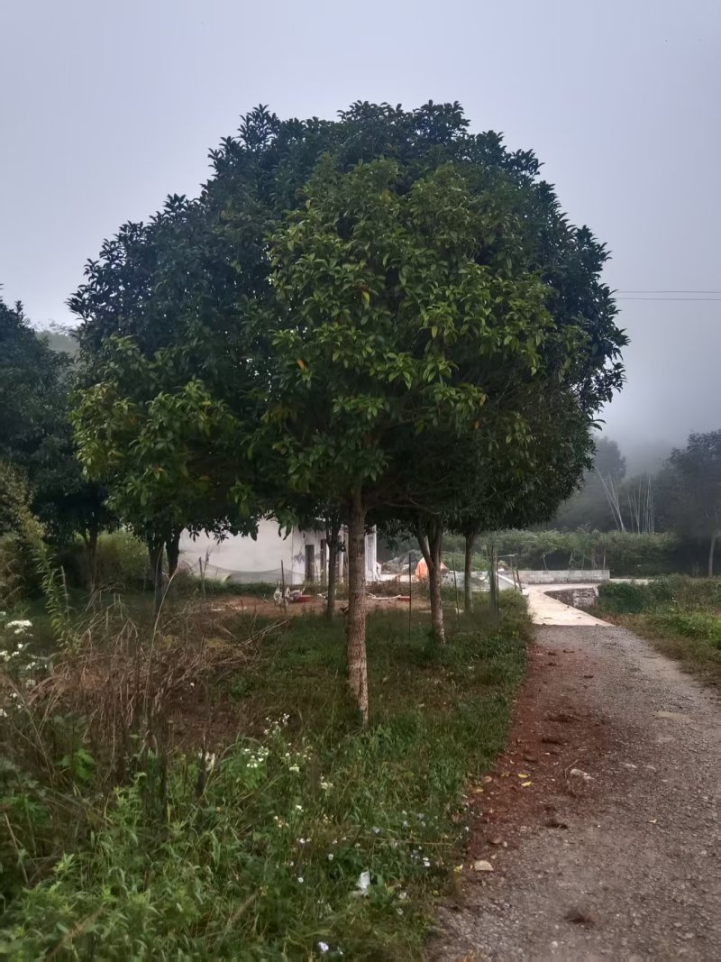 我有八到十五公分的丹桂