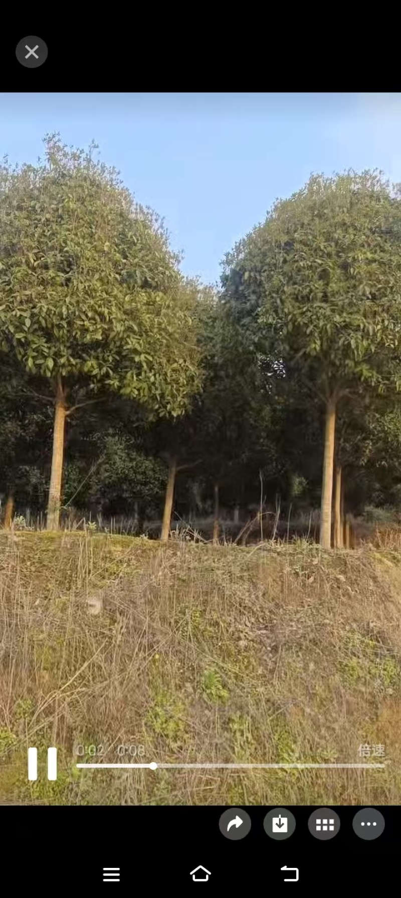 我有八到十五公分的丹桂