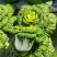 大利生菜