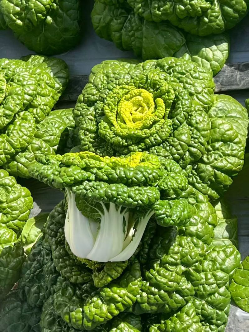 大利生菜