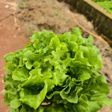 大利生菜