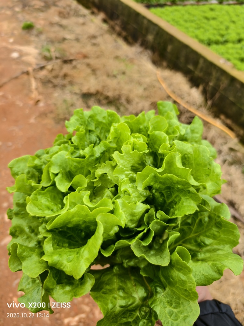 大利生菜