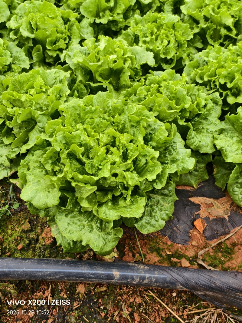 大利生菜