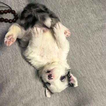 蓝陨石边牧