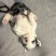蓝陨石边牧