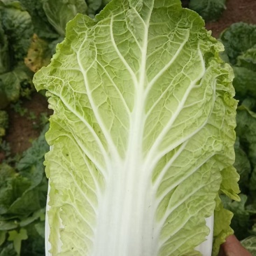 义和秋白菜