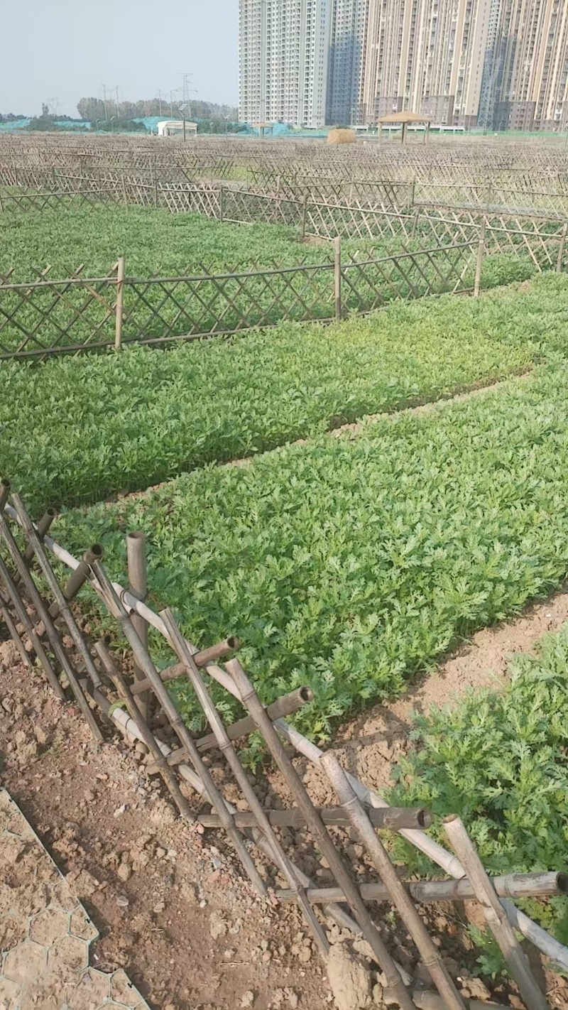 茼蒿还在地里长着