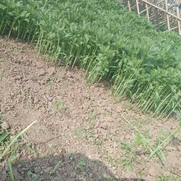 茼蒿还在地里长着