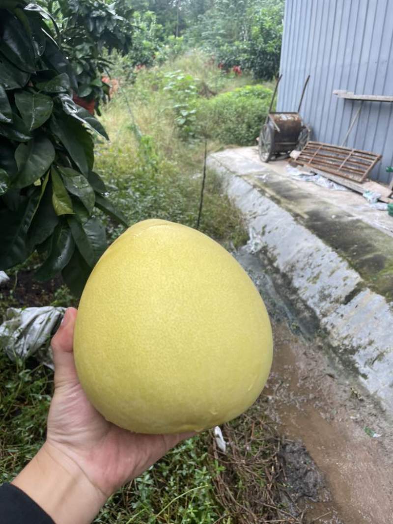 红心柚