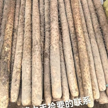 双棒麻山药