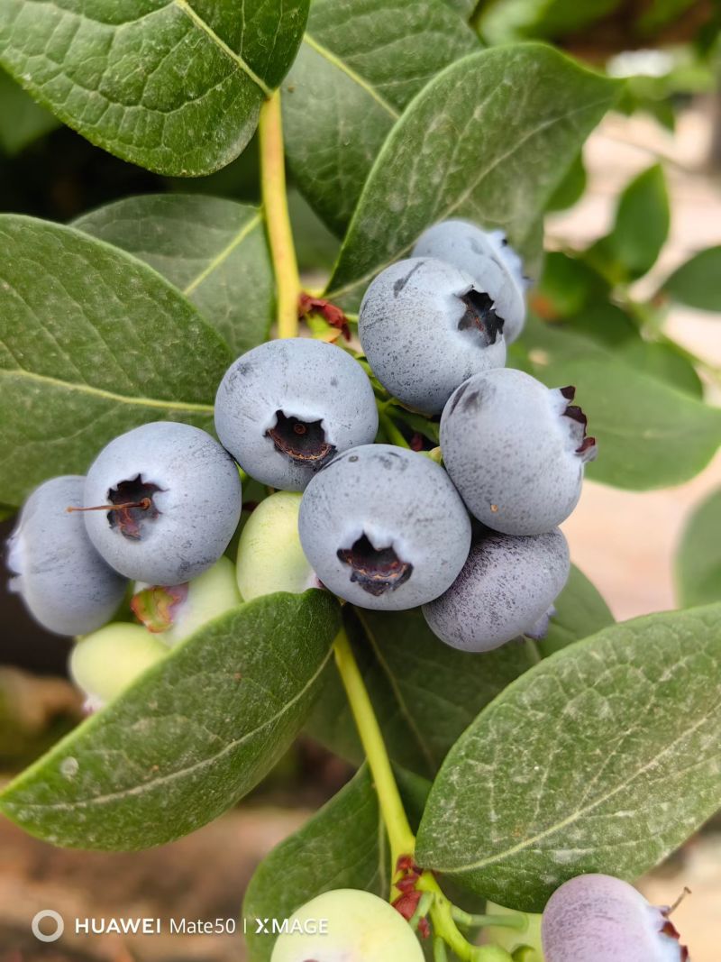 红河蒙自蓝莓