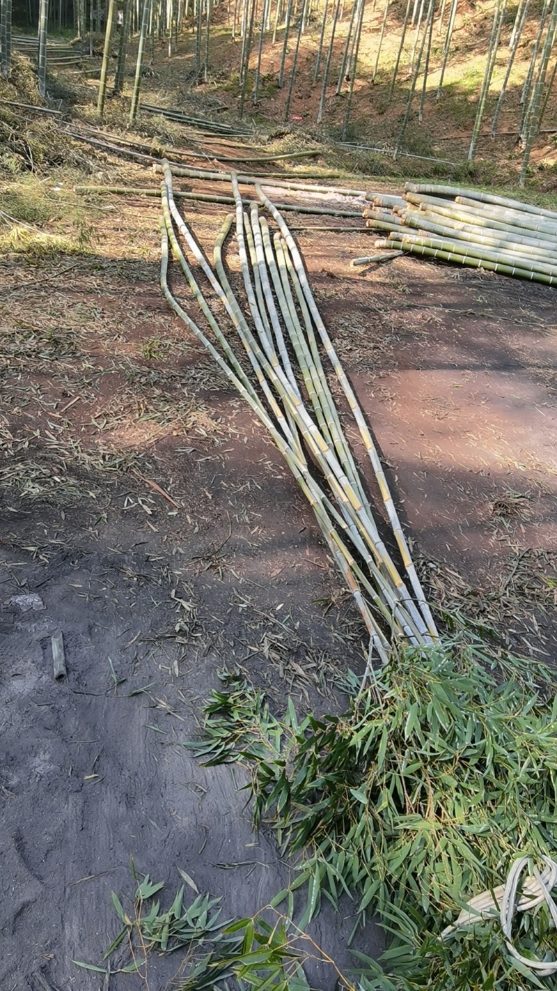 毛竹