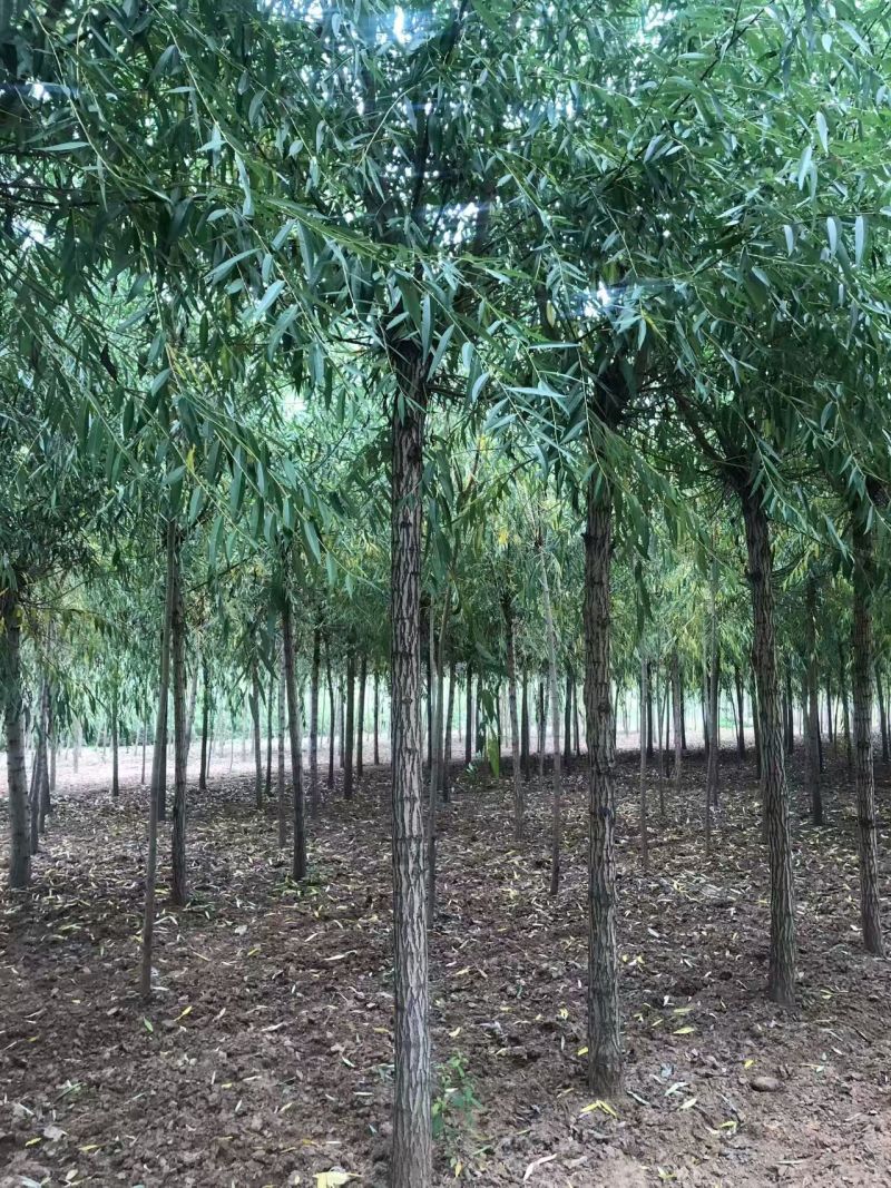绿化苗木