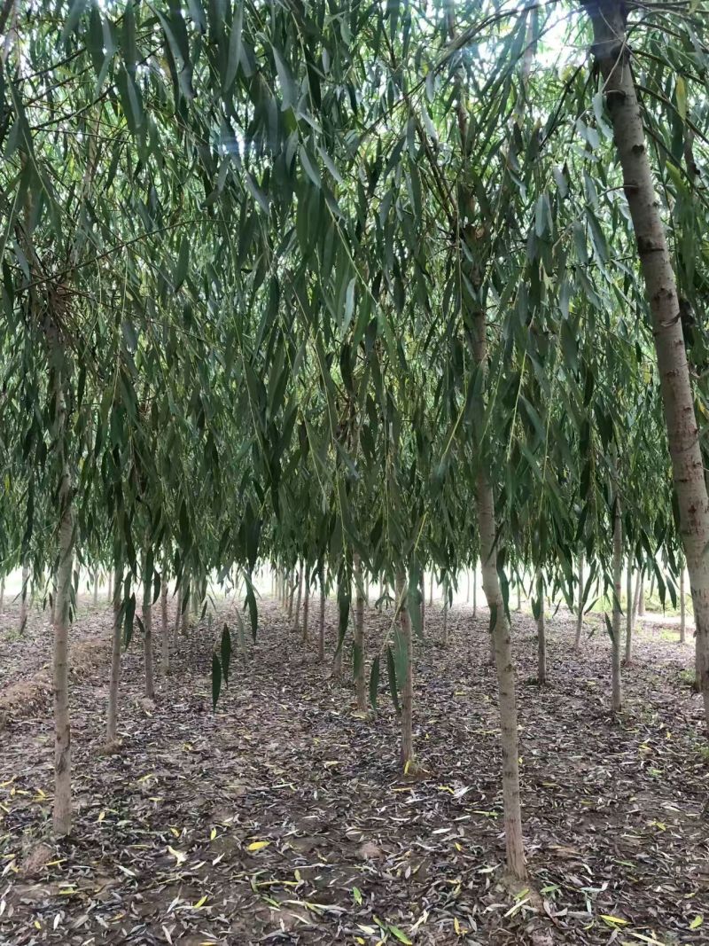 绿化苗木