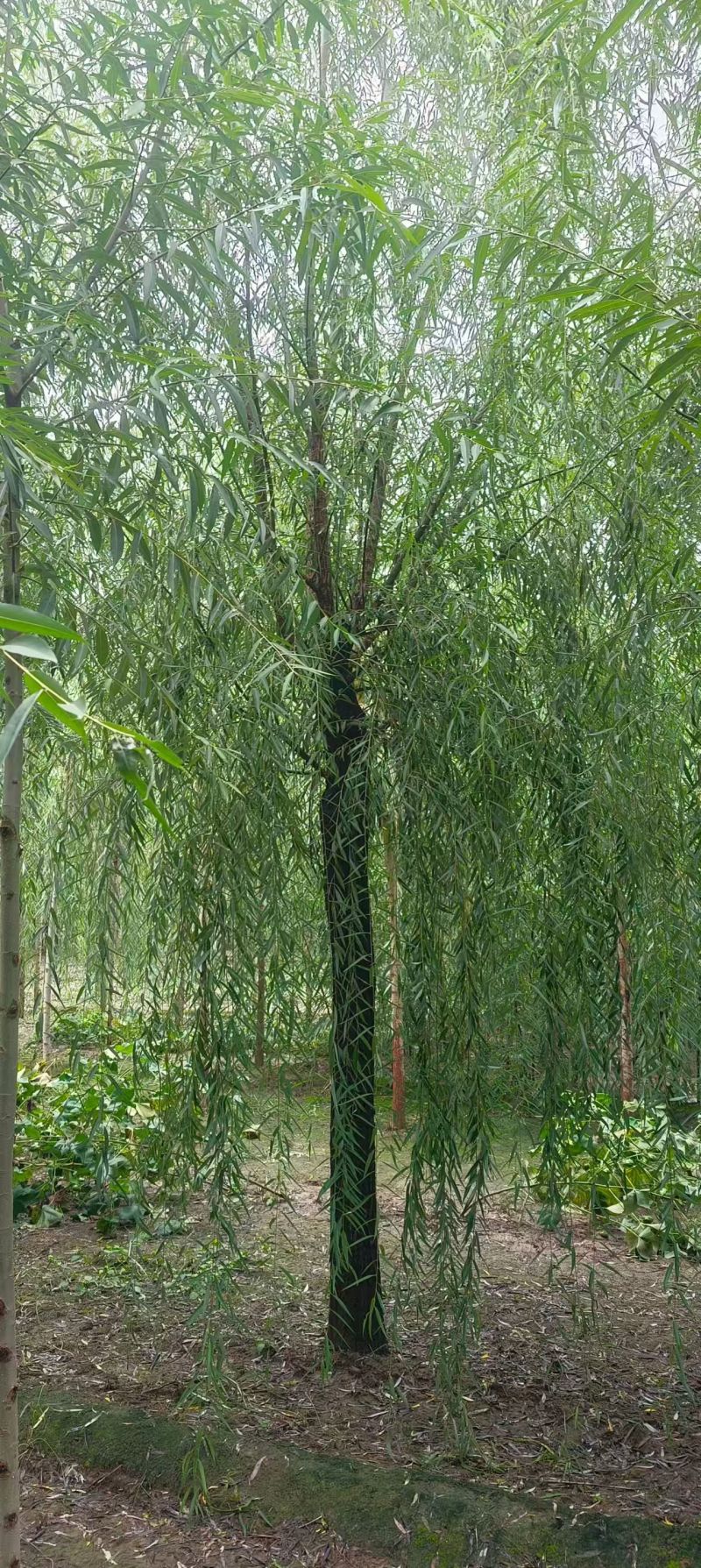 绿化苗木