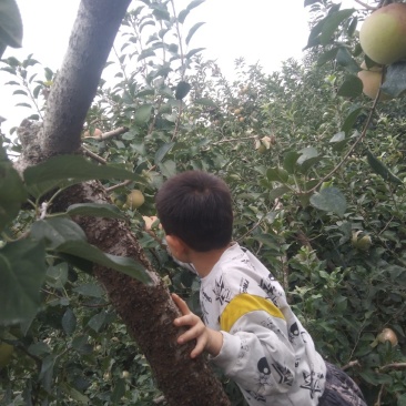自家苹果🍎老品种红富士，口感清脆皮薄，放心食用，欢迎选购。