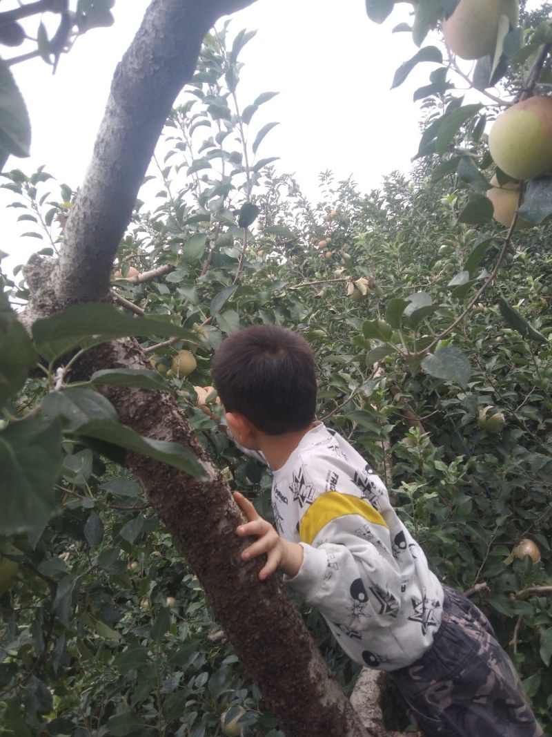 自家苹果🍎老品种红富士，口感清脆皮薄，放心食用，欢迎选购。