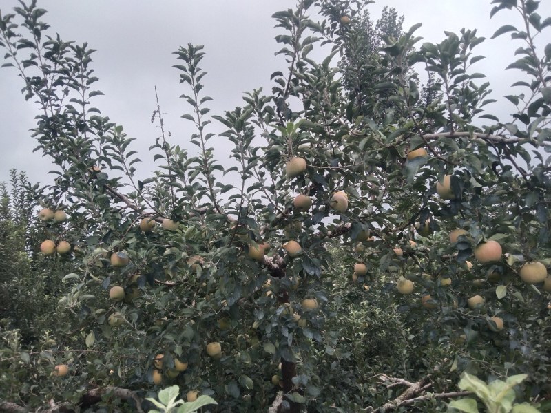 自家苹果🍎老品种红富士，口感清脆皮薄，放心食用，欢迎选购。