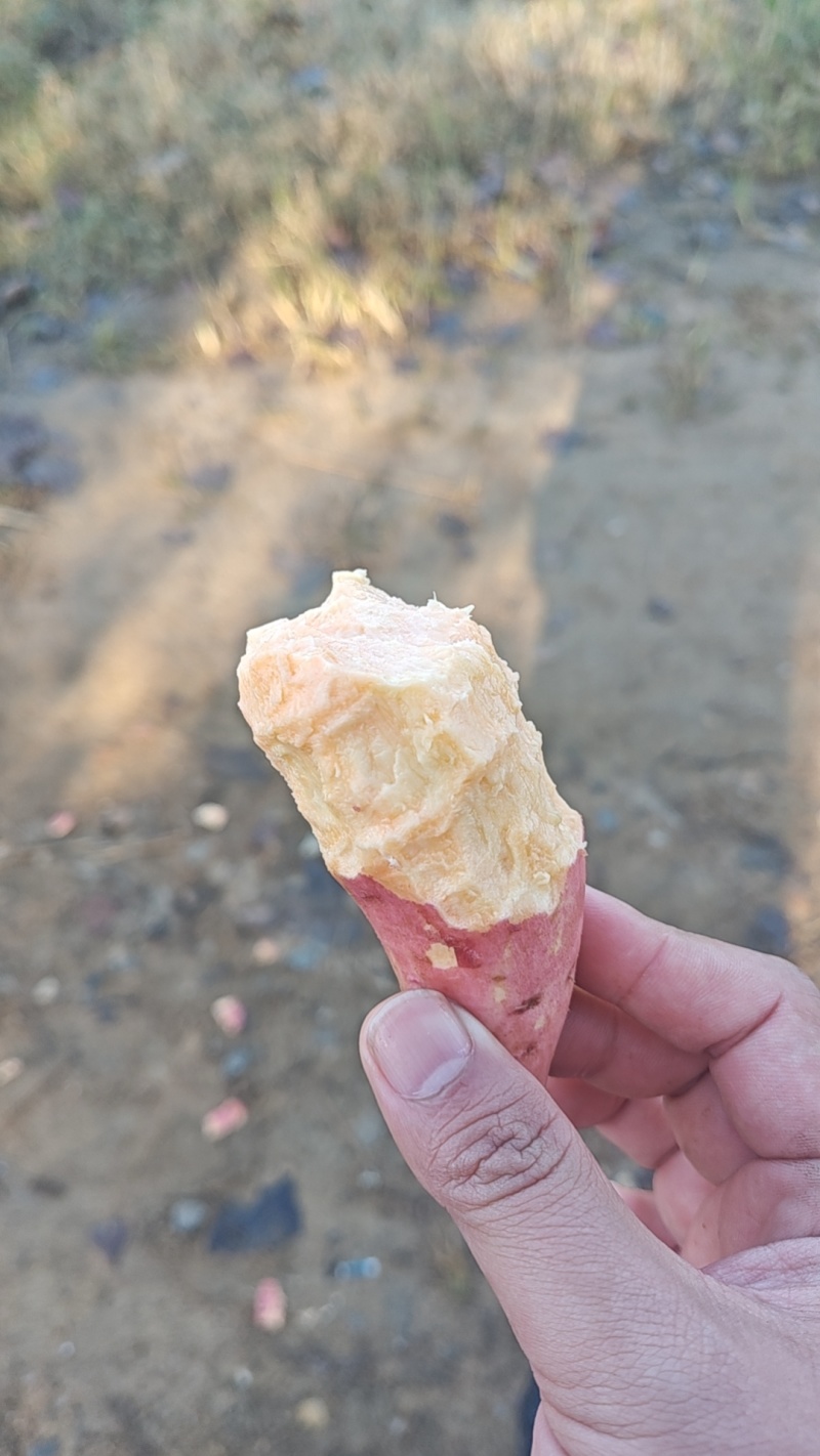 烟薯25号蜜薯