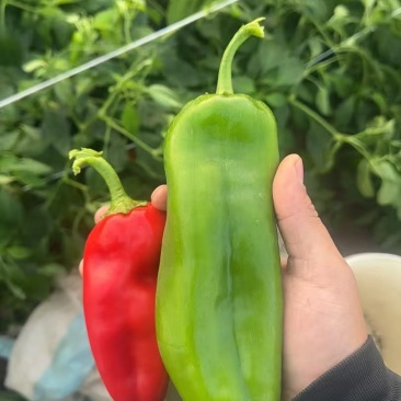 厚皮辣椒