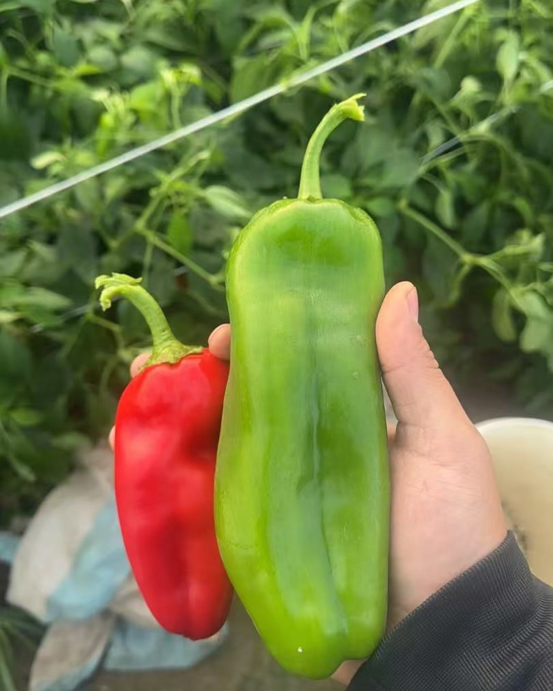 厚皮辣椒