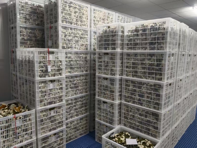 精选纯正新会陈皮25年广东新会大青新皮质量保证全国发货