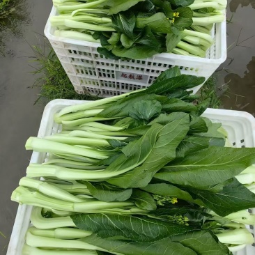 基地直发，连州菜心