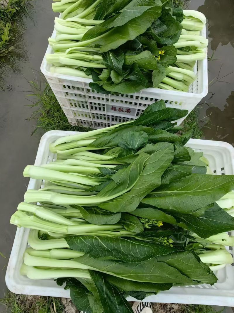 基地直发，连州菜心