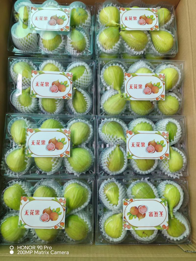 云南无花果