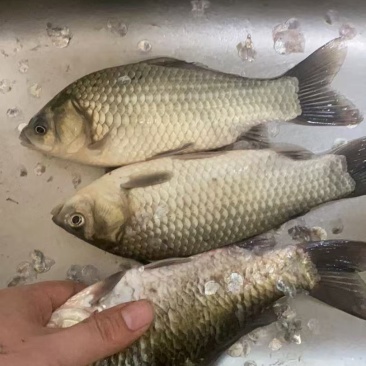 土鲫鱼