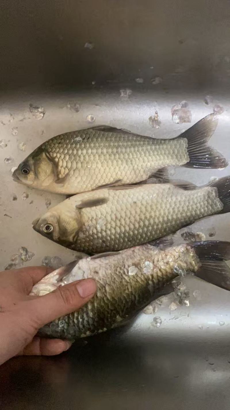土鲫鱼