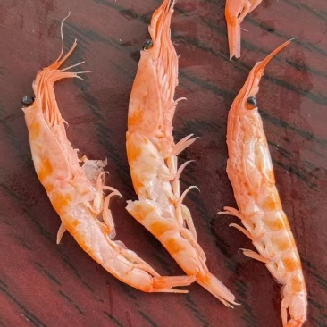 南极磷虾