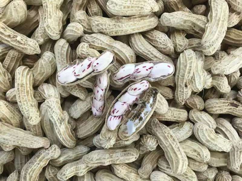 云南七彩花生，黑花生，量大花青素含量丰富，奶香味，无科技狠活